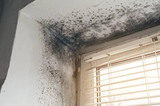 Affordable Mold Removal solutions in Brinklow, MD
